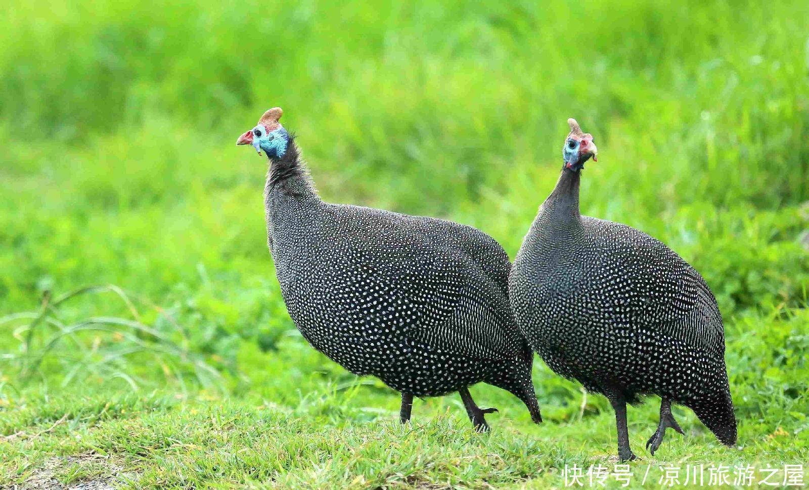 转恨|有约闻鸡同起舞灯前转恨漏声迟!