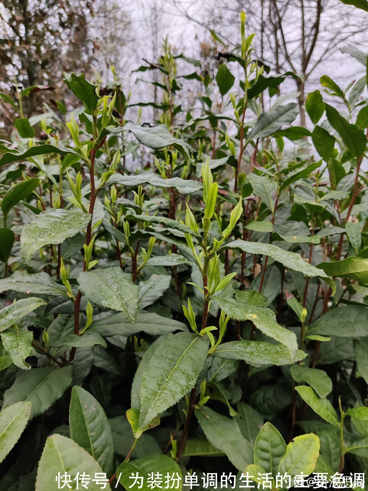 茶叶扔掉太浪费,泡过的、过期的还能这样用,家里老人都不知道