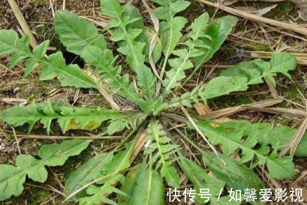 马齿苋|在农村见到这种野菜,切记只摘叶子,不要拔根,因为太珍贵了!