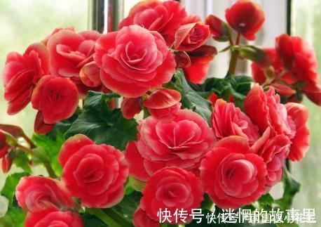 胜过|新手养护花卉,就养胜过玫瑰,花开四季的花卉,给水就旺!