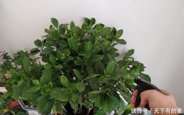修剪|栀子花养了好几年，就是不开花，4个错误，看你占几个