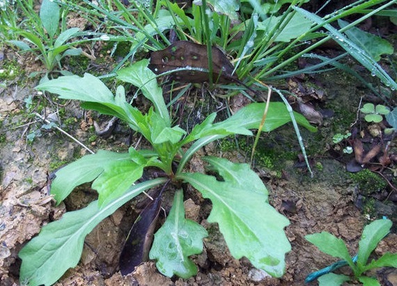小知识|乡下随处可见的“马兰花”,功效十分多,为败毒抗癌的良药
