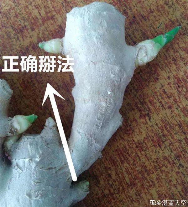 玉米棒子插盆里,7天冒出小森林,比绿萝吊兰好看