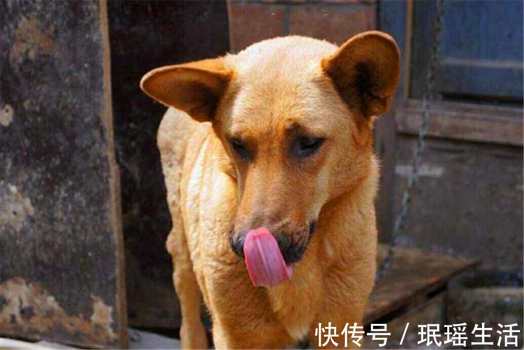 俗语|村俗语“豆腐下酒，不如喂狗”什么意思？豆腐不可以下酒吗？