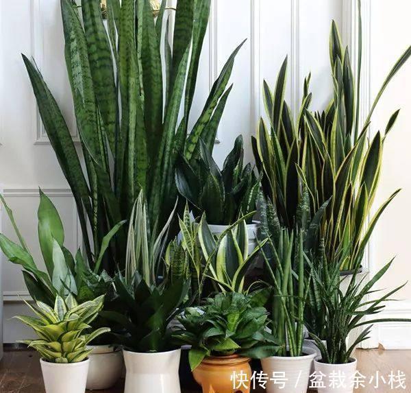 纳米比亚|虎尾兰原来有这么多的学问,以前都白养了