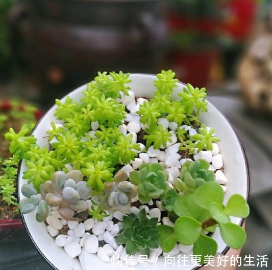 养多肉,不再为缺少花盆发愁,取一瓢,取一碗,取一瓶都能养!