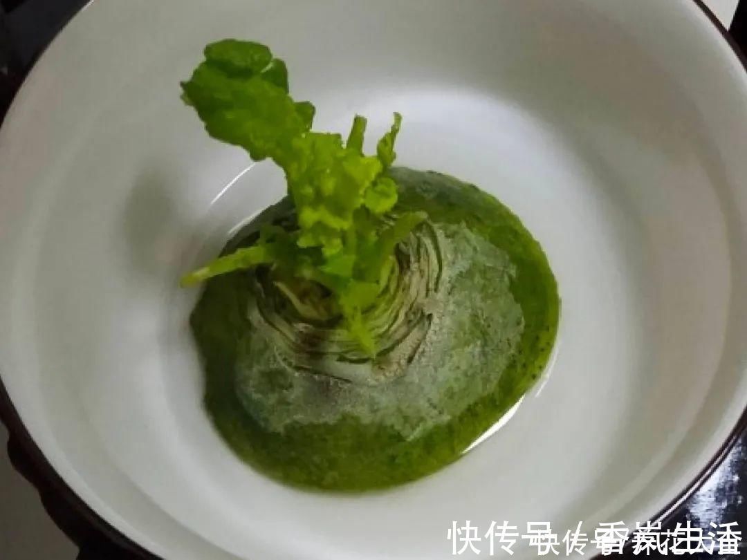 叶子|人参萝卜开花了,我种的花,都是这么奇奇怪怪