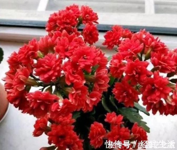 叶片|花期最长的“4种花”,一开就是300多天,财运爆发,事业风生水起
