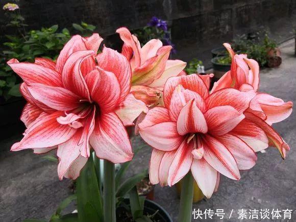 他养朱顶红,“爆崽”有方法,1个种球变10个,多的全送人