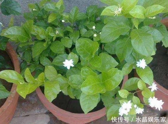 夏季|春夏交替,养啥花省心简单家庭盆栽5款植物,装饰效果佳