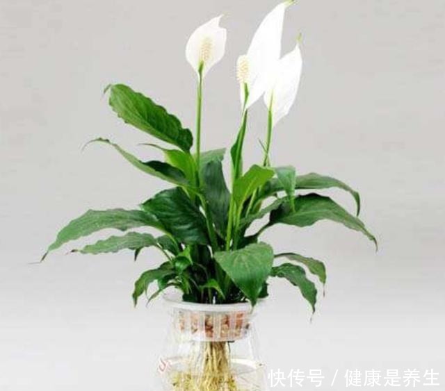 这几种植物就是“开花劳模”,一开就是大半年,美极了!