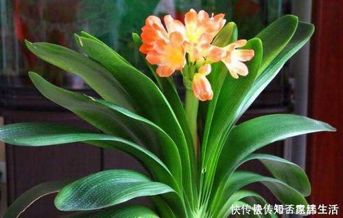 君子兰|养君子兰,掌握3个技巧,养出大白根,嗖嗖挤满盆,叶绿开花艳!