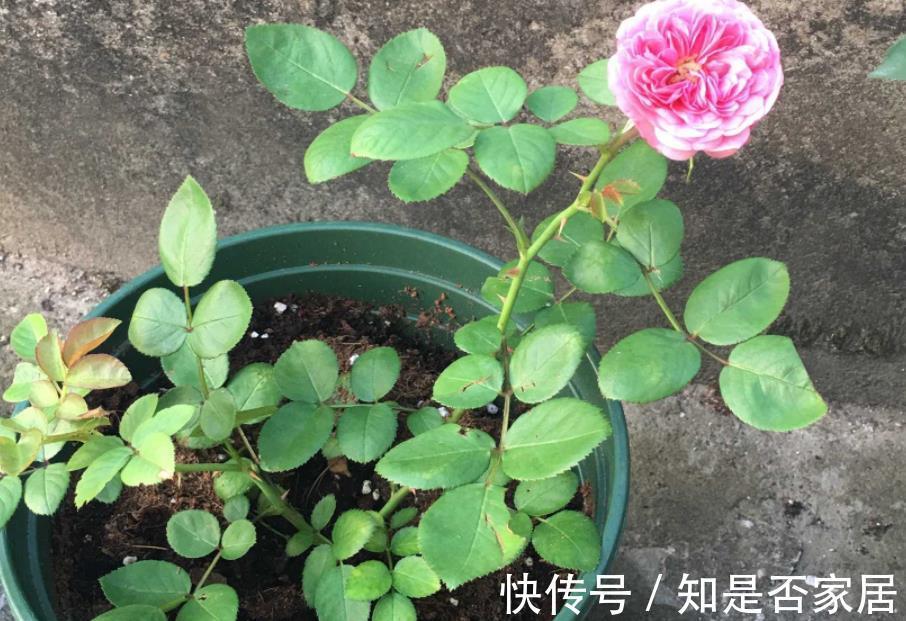 盆栽|养花小技巧:学会这5招,轻松解决盆栽虫害问题