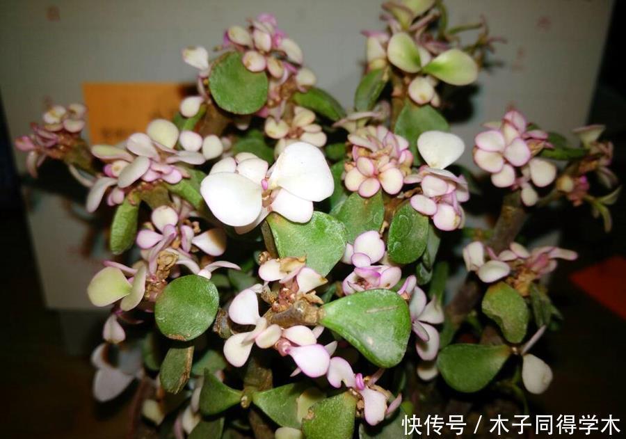 多肉辨别方法,分辨雅乐之舞、金枝玉叶、雅乐之华,学一学