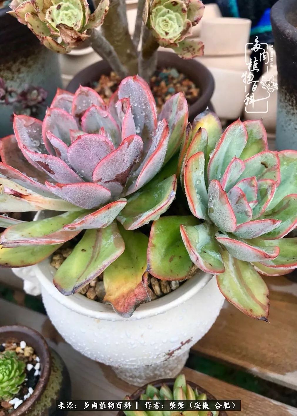 金秋时节,变化带来的惊喜不正是养肉的乐趣所在么!