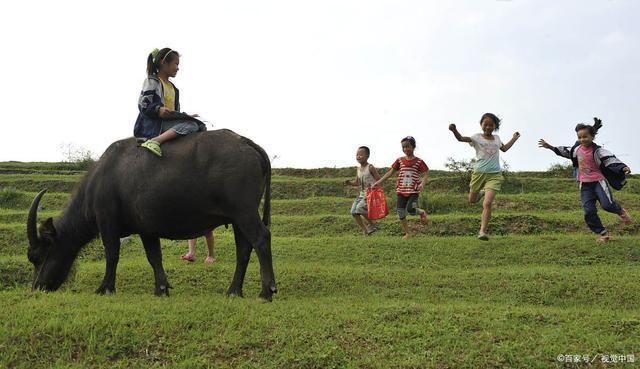 芳茵!农村牧童诗词18首绿色田园牧子悠,闲来牛背入眠休