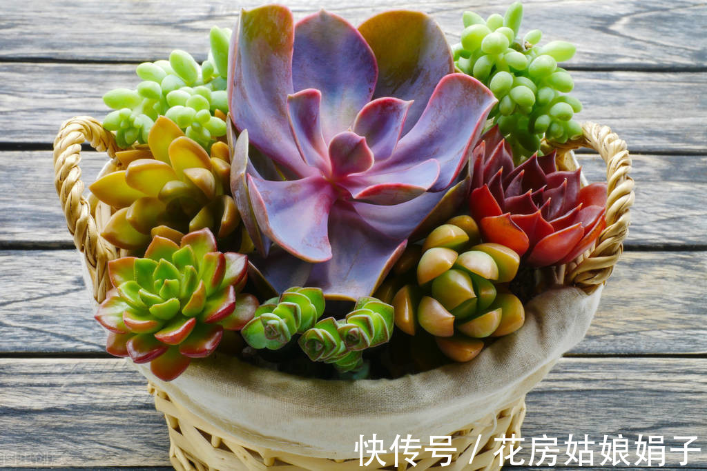 名字|没有很丑只有更丑的多肉,8种丑多肉,看完你还能保持淡定吗?