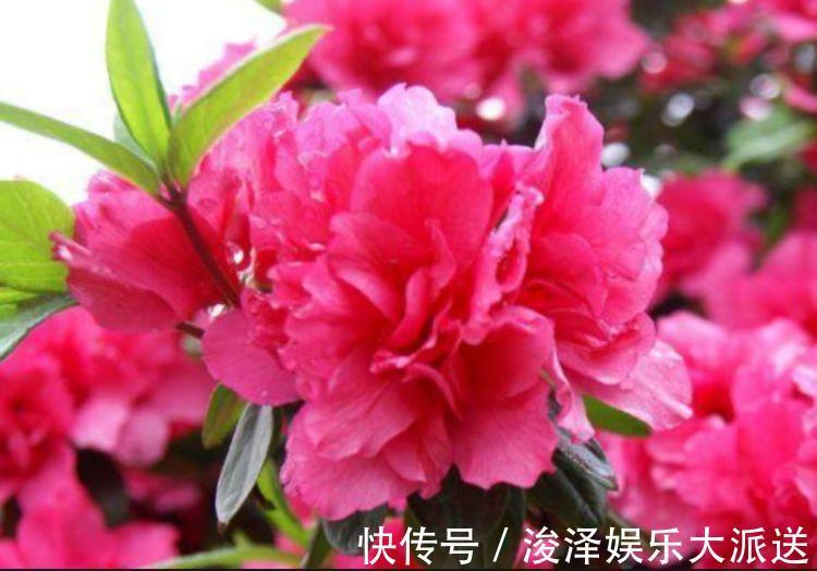 劳模|4种花是花中劳模，一年四季开花不断，花大色艳很漂亮，谁养谁爱