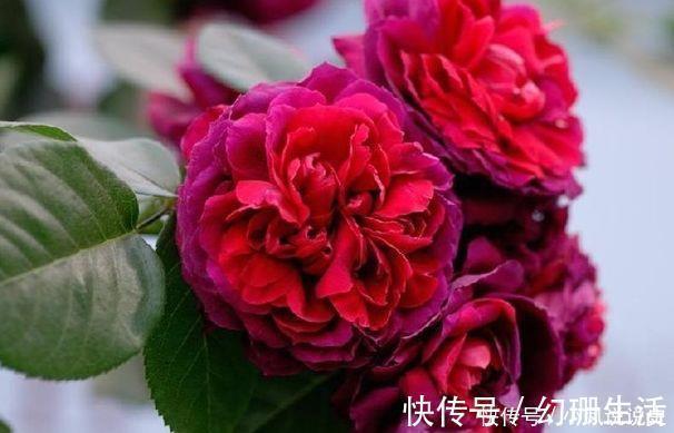 号称女神花的几款花卉，漂亮又好养，沾土就活，越养越爆盆