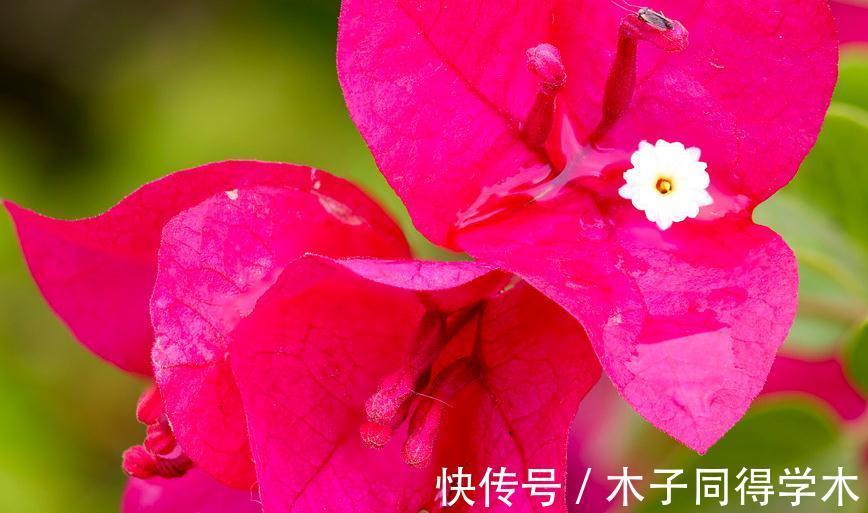 三角梅不开花不要急,做好5点,年年开花成花球