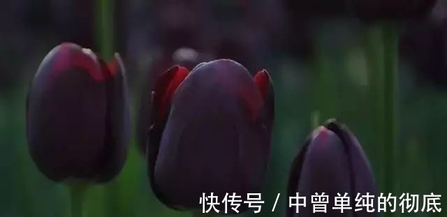 夜皇后|盘点:20种世界上最黑的花,黑的美,黑的妙,黑的呱呱叫