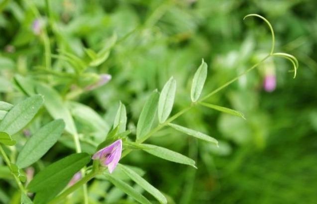 疥癣|专家讲解常吃以下3种野菜,清热解毒、降压保肝,还能润泽皮肤
