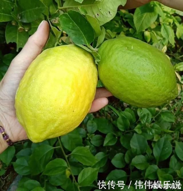 地方|夏天养花,这个地方千万别摆,否则3天死翘翘