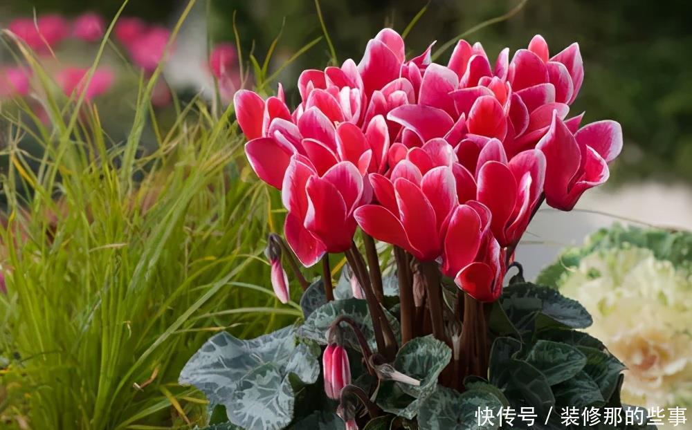 秋天|4种花6月开始“夏眠”，少浇水别施肥，睡饱了才能安全度夏