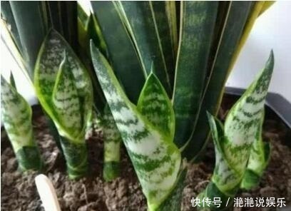 肥料|养金钱树、虎皮兰“抓重点”,每月喂点“出芽肥”,1次冒出5个芽