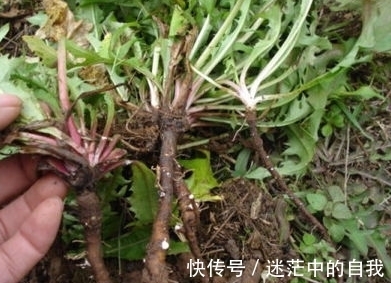 形似刺儿菜，犹如是王子在保护公主，很多人讨厌