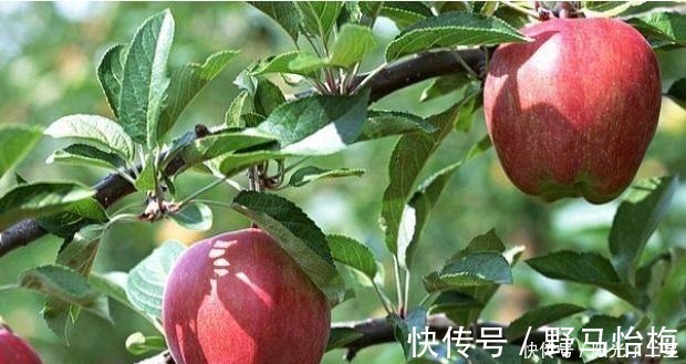 腹泻|胃不好的人,常吃这几种养胃水果,为了自己的胃部健康,了解一下