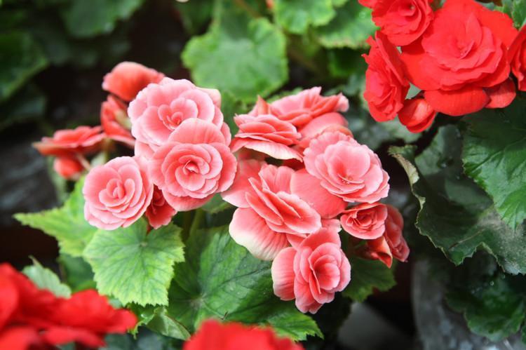 5种“花卉”，最喜欢开花，每种都能花开200天以上，好看又好养
