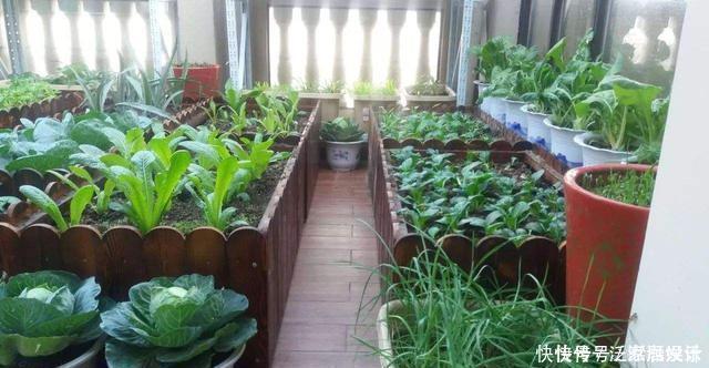 阳台种菜,种3种速生菜,30天就采摘,叶子肥嫩,硕果累累