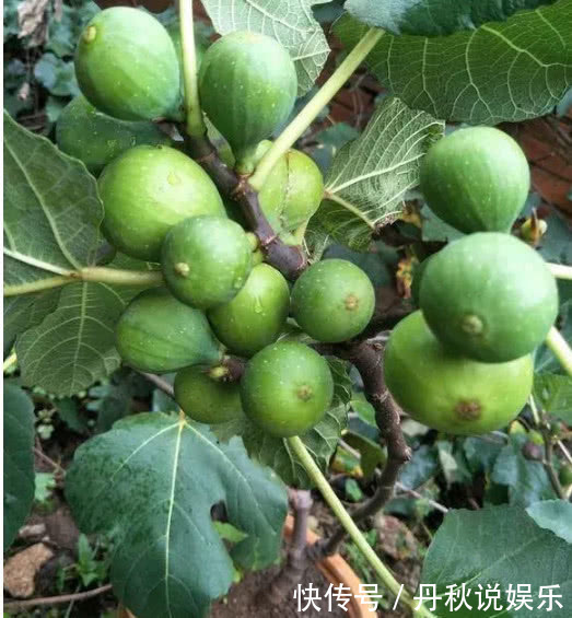 在家也能种“无花果”,南北方都能种,果子大又甜,年年挂满枝!