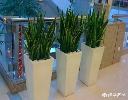 虎尾兰浇水是指浇透水吗？需要注意什么？