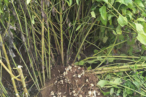 下饭|扔土里就猛长,腌咸菜是一绝,以前拿来下饭,如今想铲除却很难