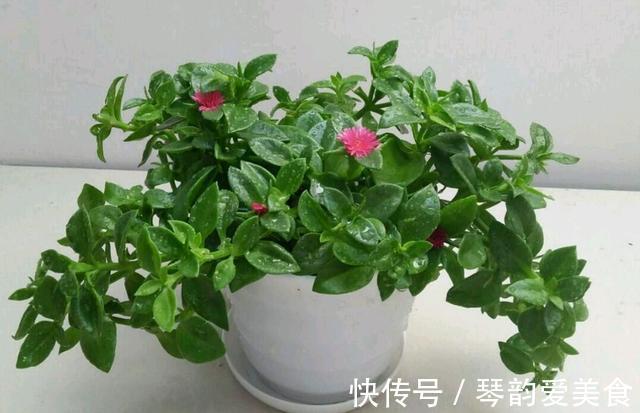 立秋后，建议扦插6种花，温度适宜“利于”生根，成活率高