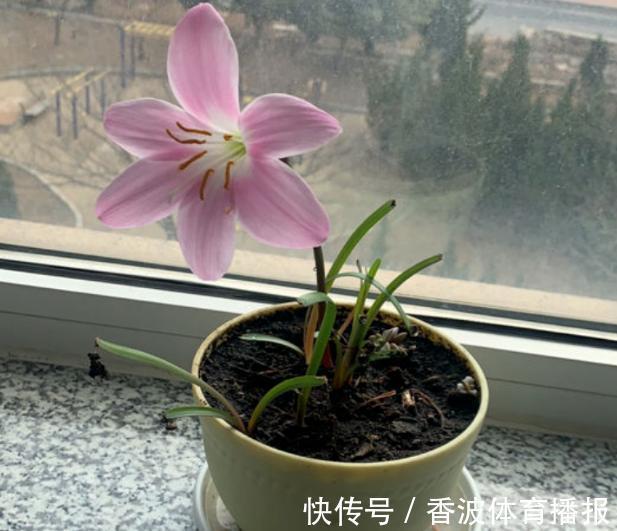 朱顶红|这些“老话”通俗易懂,能叫养花人少走弯路