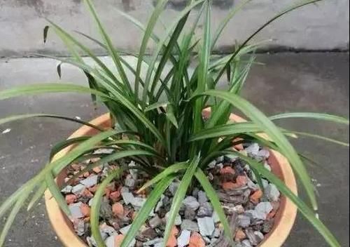 养花|捡拾2种树皮回来养花,花盆里埋1点,不烂根、不黄叶,长的旺