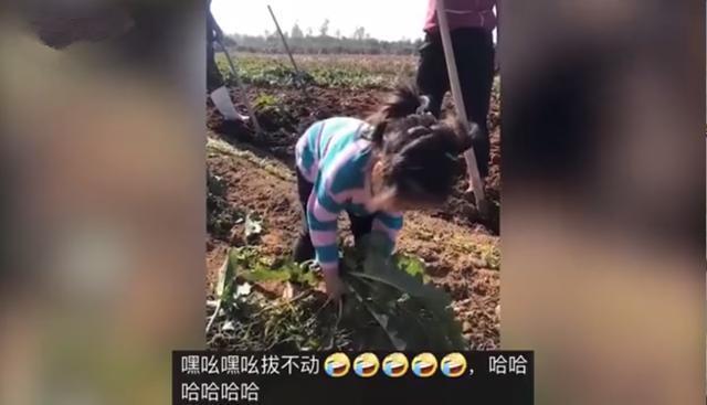 家长|3岁萌娃边拔萝卜边哼唱儿歌火了,网友大部分孩子的童年记忆
