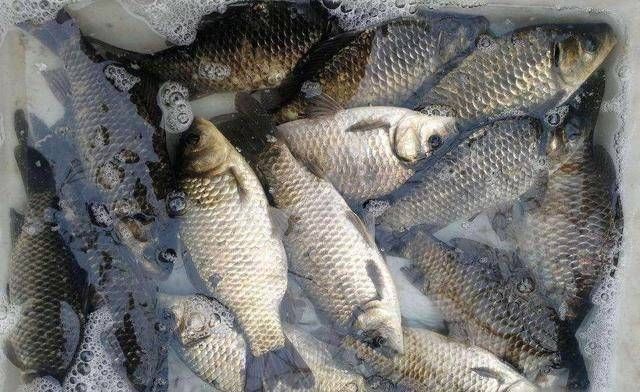 腌制|菜市场卖剩下的“死鱼”,都到哪儿去了鱼贩们的方式,让人佩服