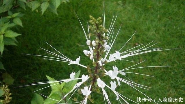 野草|这种长了“老虎须”的野草，人称“肾宝”，便宜的也要150一斤