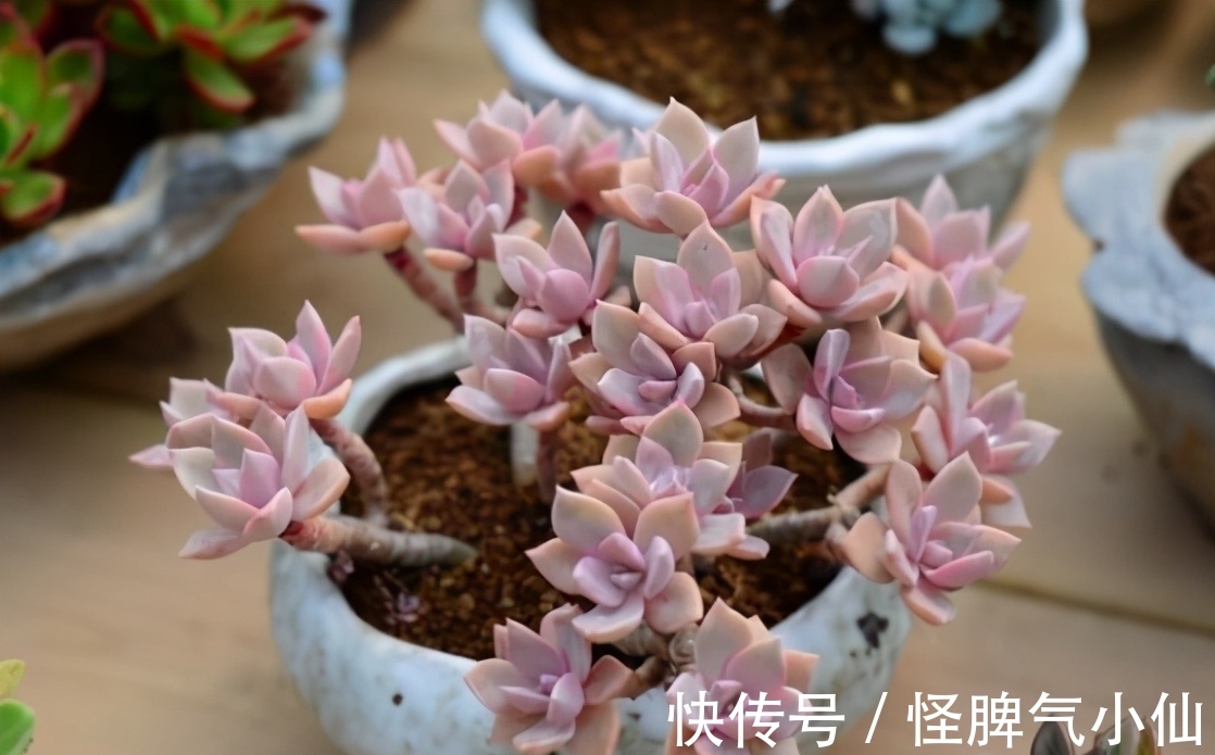 想养多肉不会养？5种多肉好养，给它时间，它会“惊艳”到你
