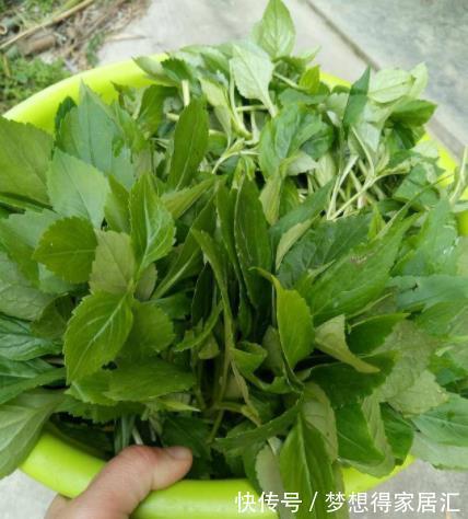 那个年代|30年前人们的“救命菜”,如今沦为猪草,却不知是一种高端野菜