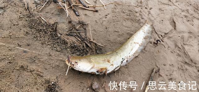 黄河|黄河水位大降,钓鱼人探钓黄河滩,“野货”真不少