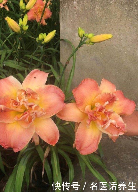 家里种棵“黄菜花”,开花几十年,花大如百合,满院“妈妈花”