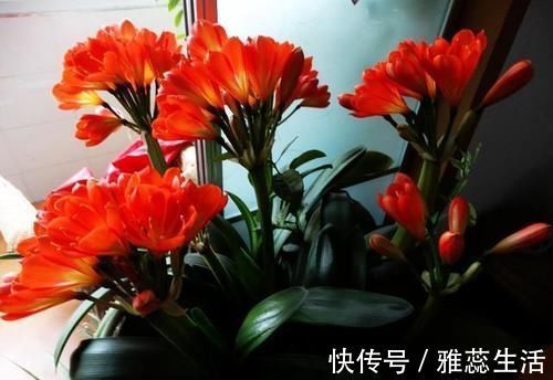 回事|君子兰养了快一年了,都没怎么变,连新叶都没有长一片,是怎么回事?