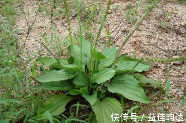 野草|农村1“车前草”,农民认定是害草,见到就拔,却不知比大米珍贵