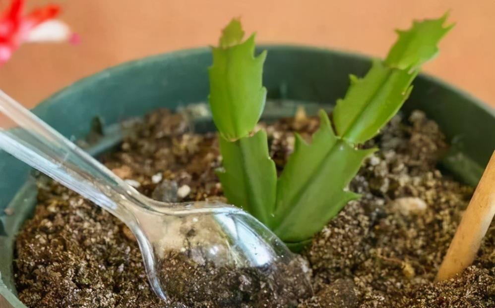 一个叶片,扦插蟹爪兰,一晾一晒,大白根7天冒出来