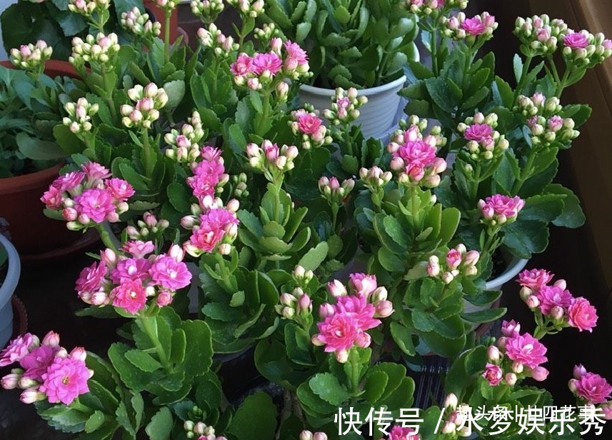 5种花夏天要休眠,养好精神补足体力,天凉开枝散叶,积极开花